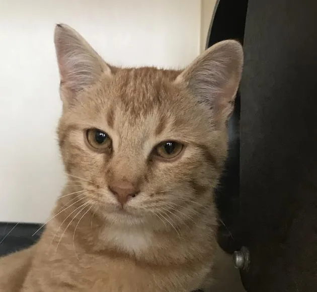 A young large-sized male Domestic Short Hair cat named Tomato for adoption in Buena Vista, CO