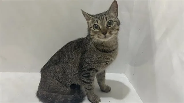 A young small-sized female Domestic Short Hair cat named Tulip for adoption in Winter Haven, FL