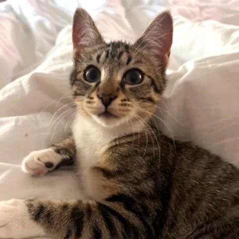 Charm Sisterofvenus thumbnail 2