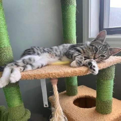 Charm Sisterofvenus thumbnail 3