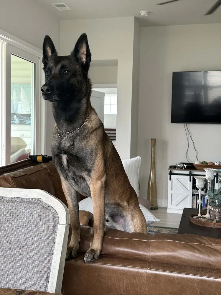 Jasper  Located In thumbnail 3