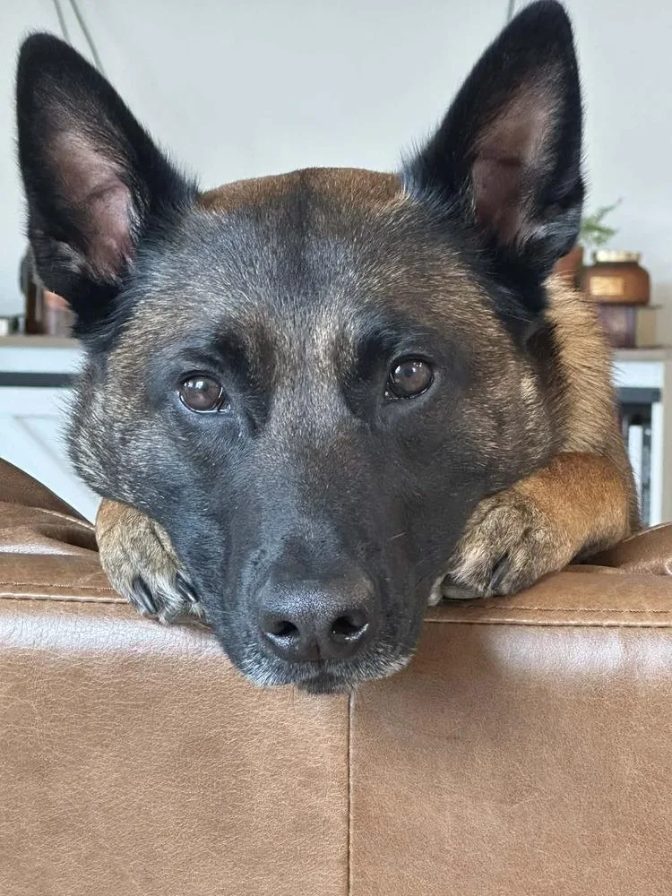 Jasper  Located In thumbnail 4