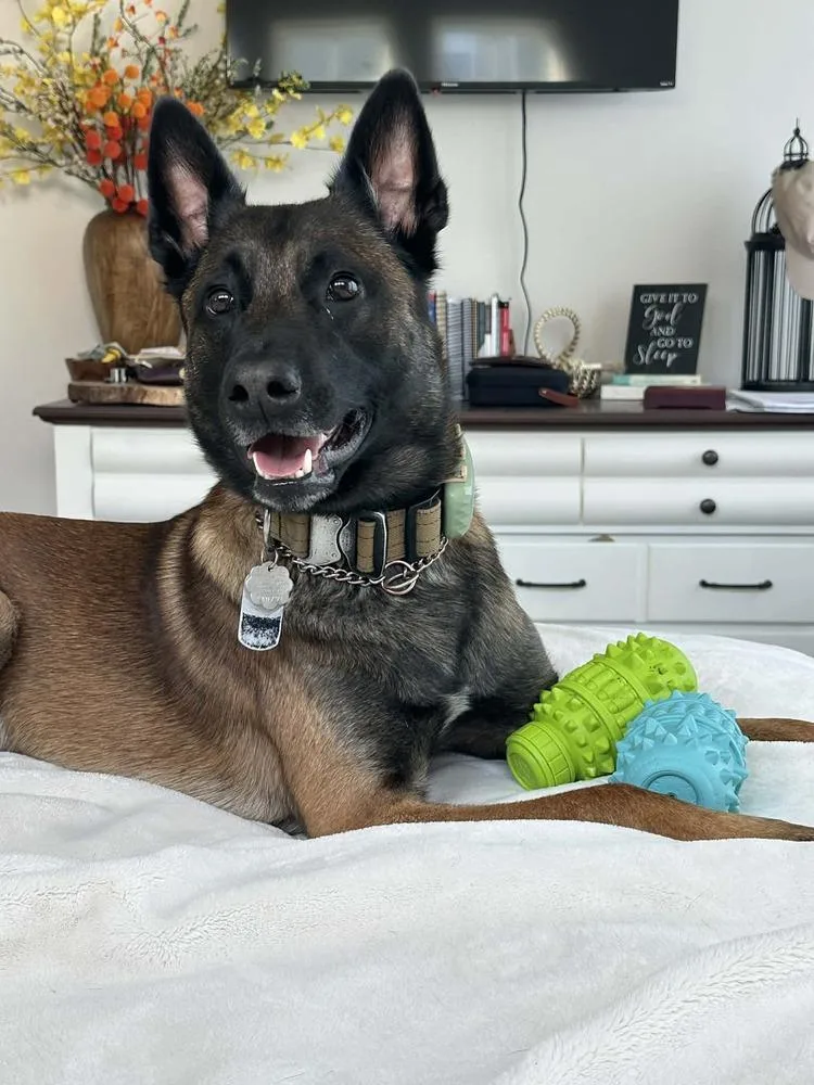 Jasper  Located In thumbnail 6