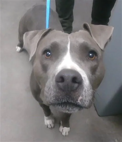 A young large-sized female Pit Bull Terrier dog named Diamond for adoption in Phoenix, AZ