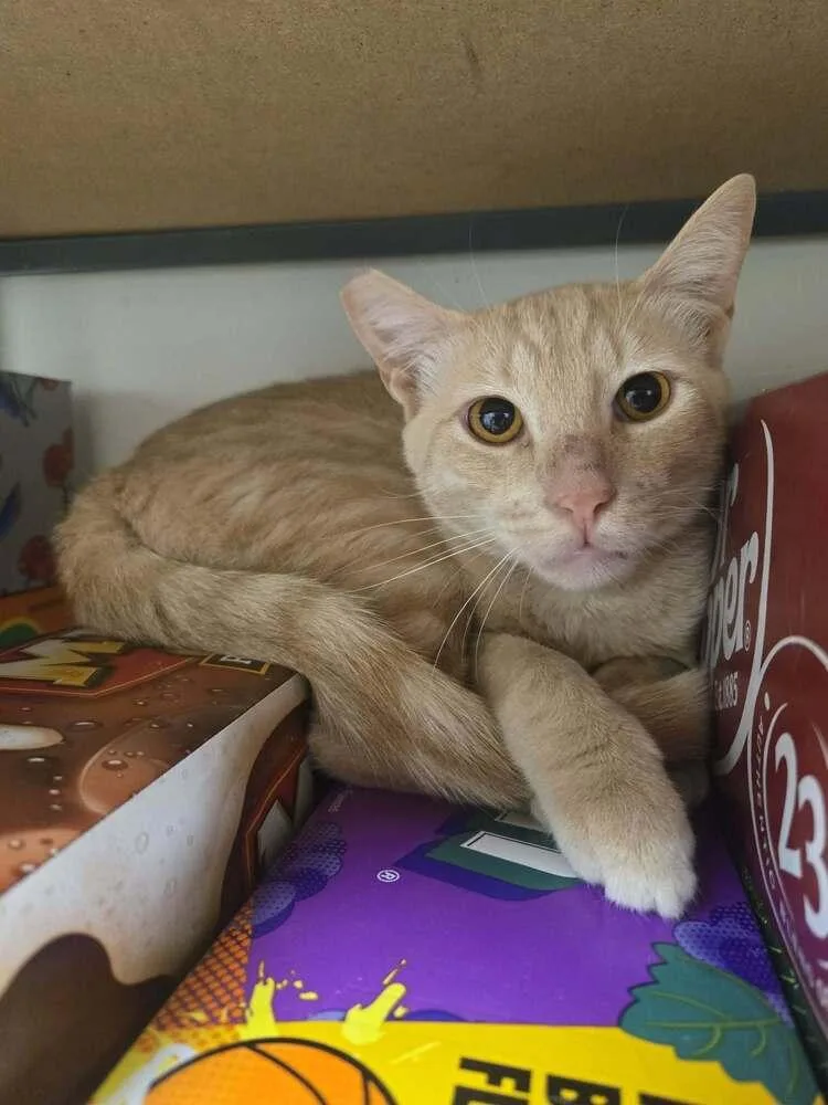 A young medium-sized male Domestic Short Hair cat named Diet Orange Crush for adoption in tucson, AZ