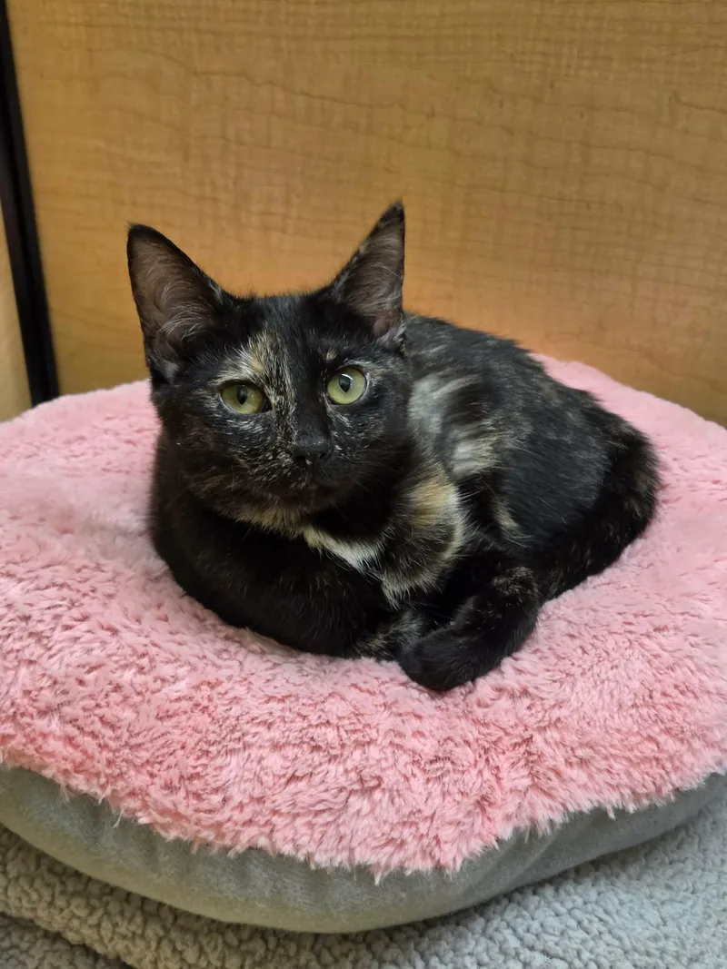 A young medium-sized female Domestic Short Hair cat named Cattylac for adoption in Camden, SC