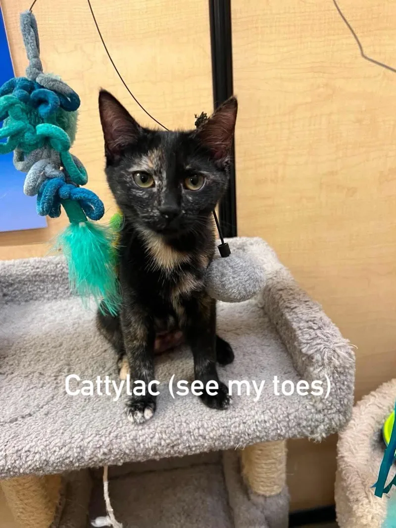 Cattylac thumbnail 2