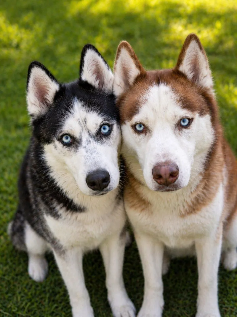 An adult large-sized male Gray / Blue / Silver Siberian Husky dog named Max for adoption in Kissimmee, FL