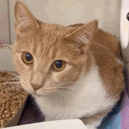 An adult medium-sized female Orange / Red Domestic Short Hair cat named Puma for adoption in Cincinnati, OH