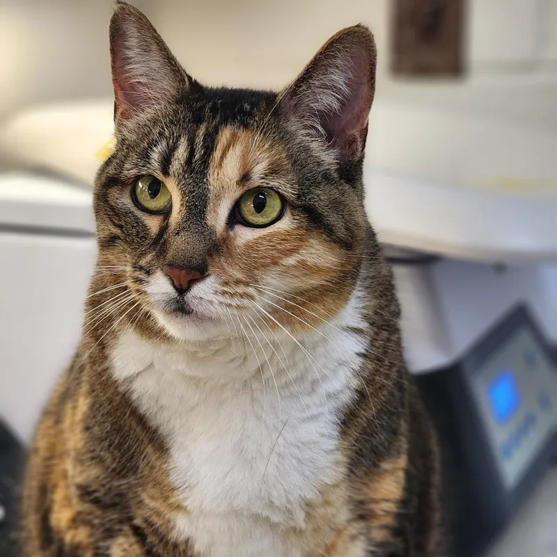 A senior extra large-sized female Torbie Domestic Short Hair cat named Marge for adoption in Auburn, AL
