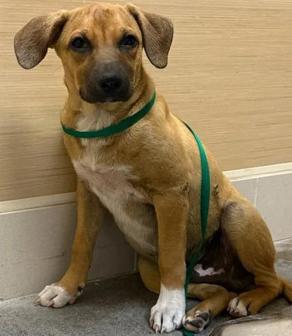 A baby medium-sized male Mixed Breed dog named Junebug for adoption in Honolulu, HI