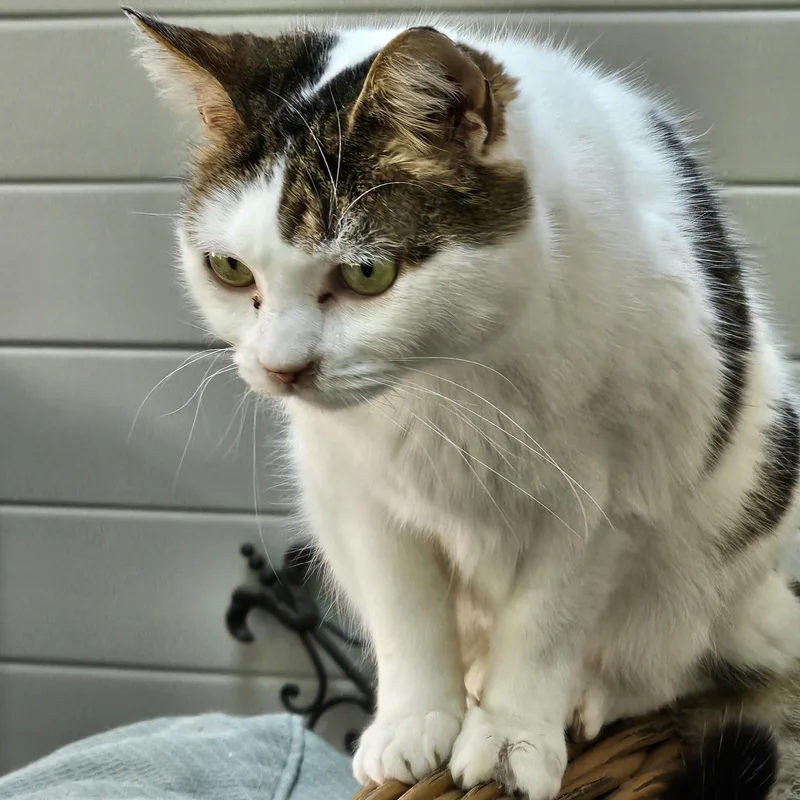 A senior medium-sized female Tabby (Brown / Chocolate) Domestic Short Hair cat named Puddin' for adoption in Nashville, TN