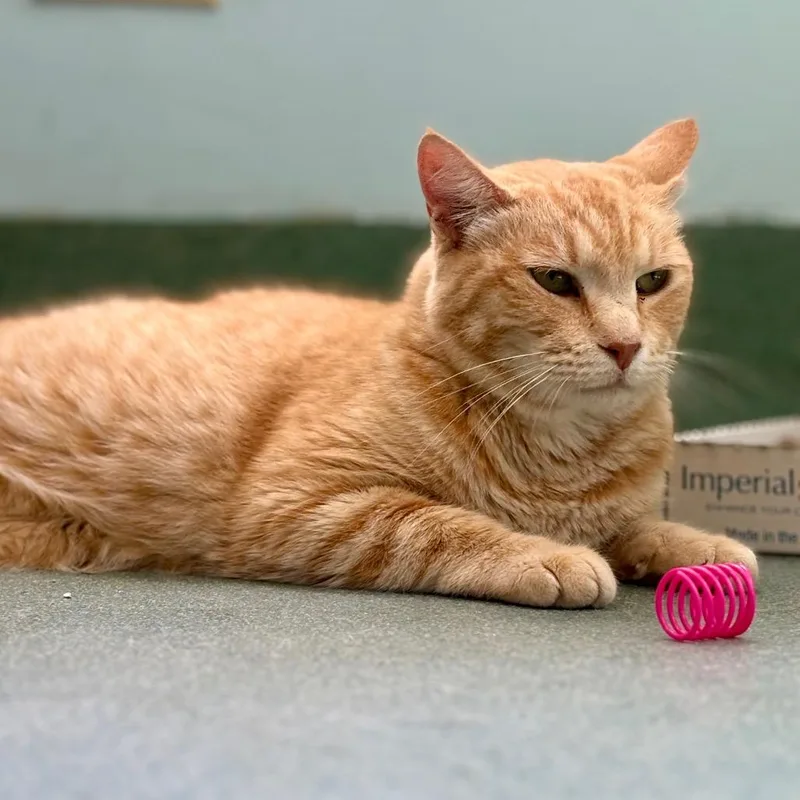 An adult large-sized male Orange / Red Domestic Short Hair cat named Geralt for adoption in New Fairfield, CT