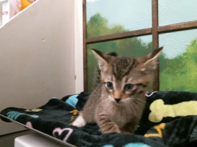 A baby small-sized male Domestic Short Hair cat named Usopp for adoption in Houston, TX