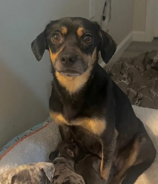 Penelope thumbnail 2