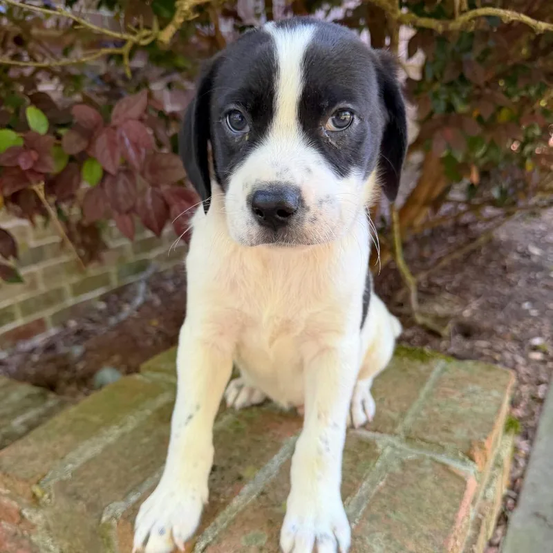 Hey Jude thumbnail 2