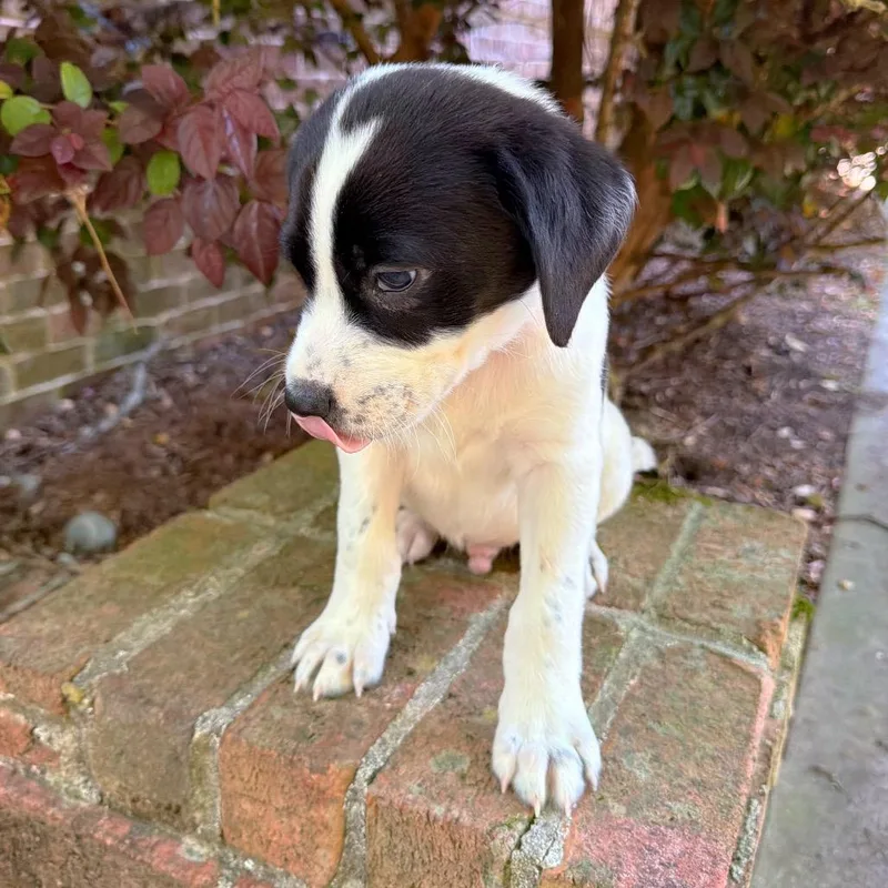 A baby medium-sized male White / Cream Black Labrador Retriever dog named Hey Jude for adoption in Brownsboro, AL