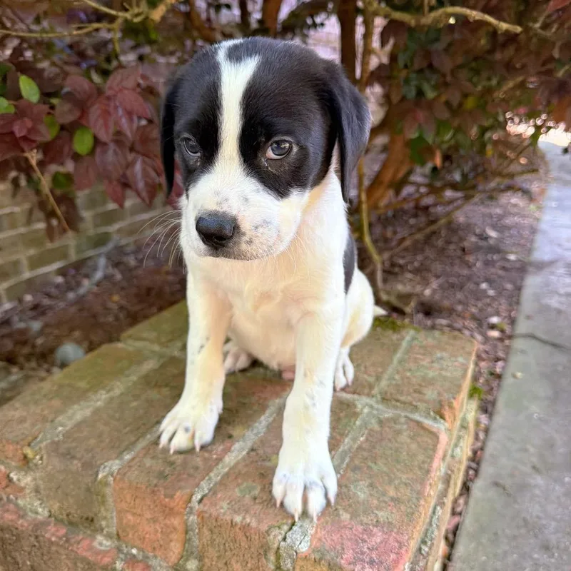 Hey Jude thumbnail 3