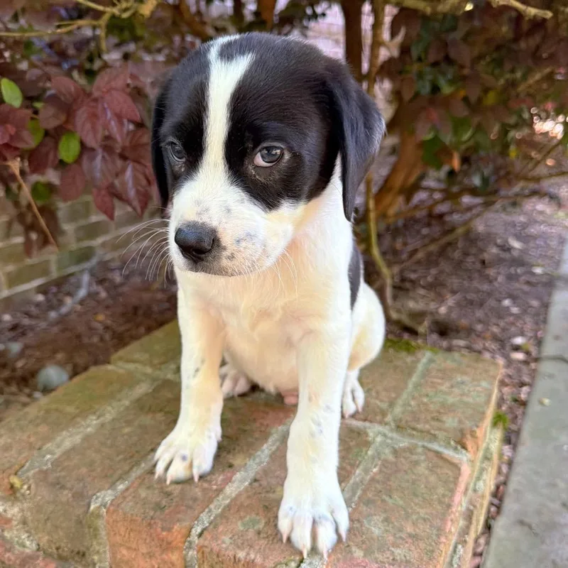 Hey Jude thumbnail 4