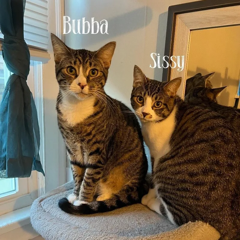 Bubba And Sissy thumbnail 3