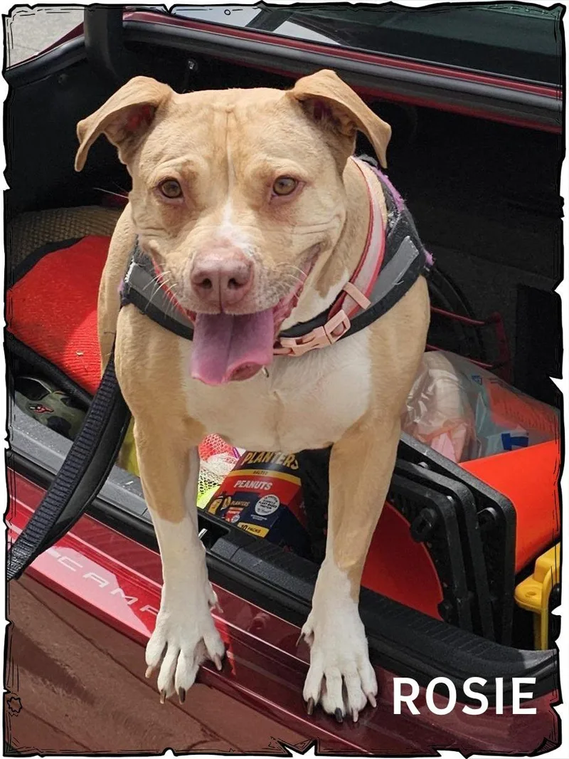 An adult medium-sized female Pit Bull Terrier dog named Rosie for adoption in Whiting, IN