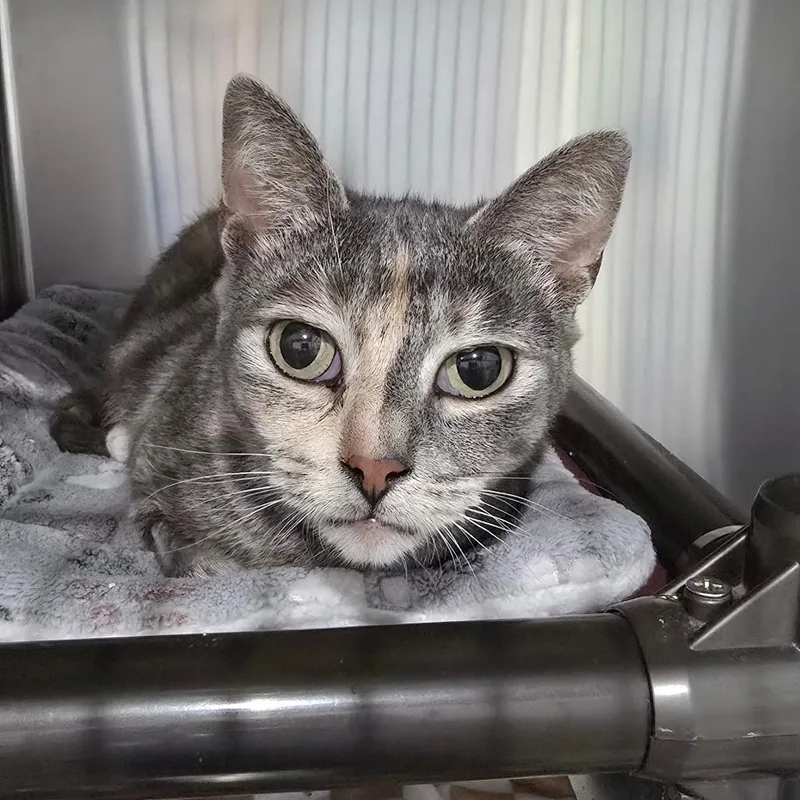 An adult large-sized female Calico Domestic Short Hair cat named Tanzania for adoption in Fairmont, WV