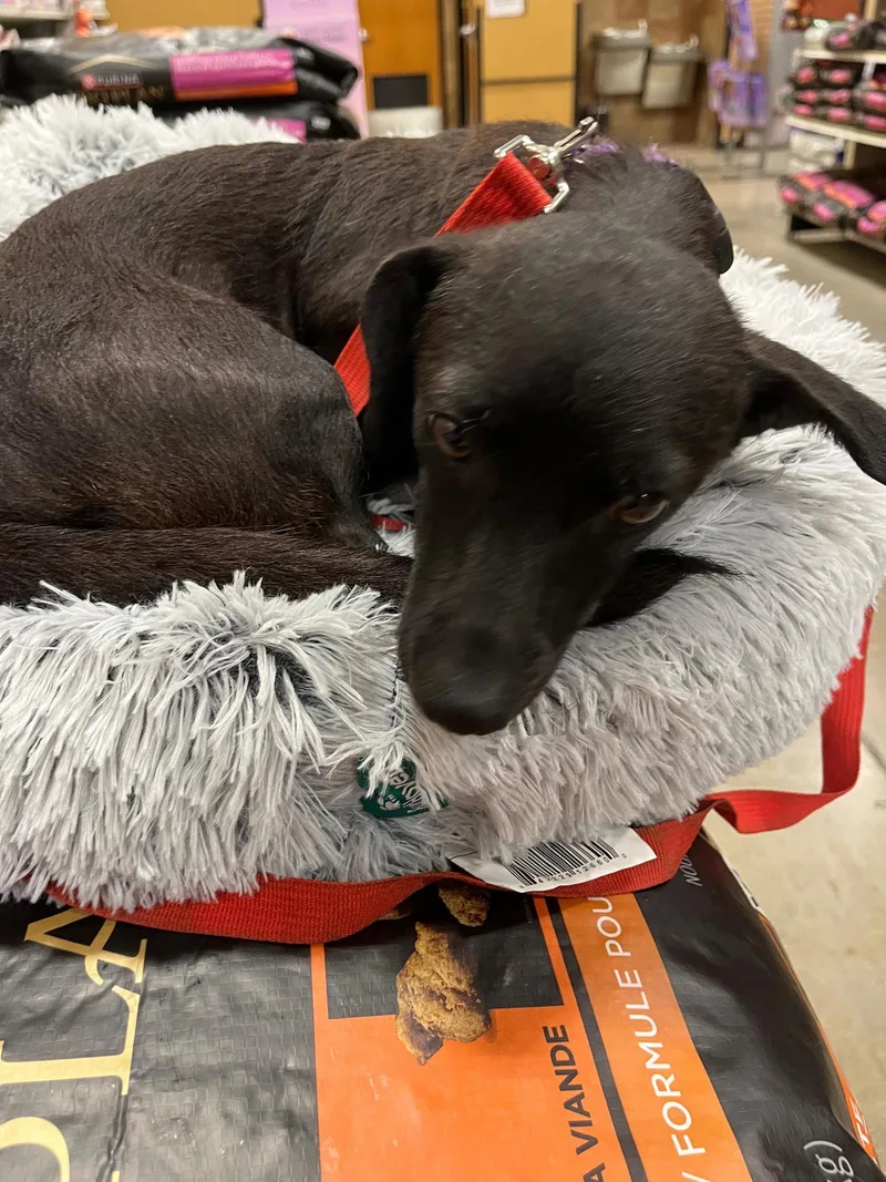 An adult small-sized female Dachshund dog named Belle for adoption in San Antonio, TX