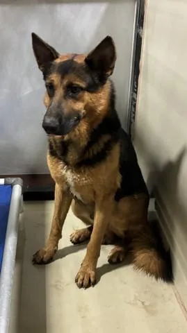 A young large-sized male German Shepherd Dog dog named Vader for adoption in Bakersfield, CA