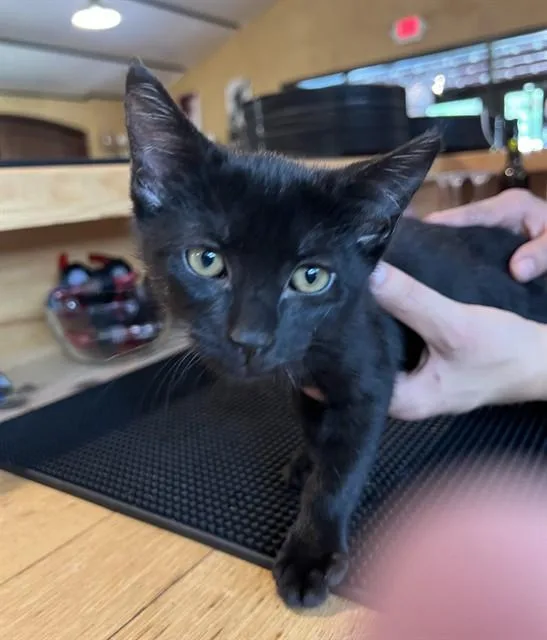A baby small-sized female Domestic Short Hair cat named Raven for adoption in Sacramento, CA