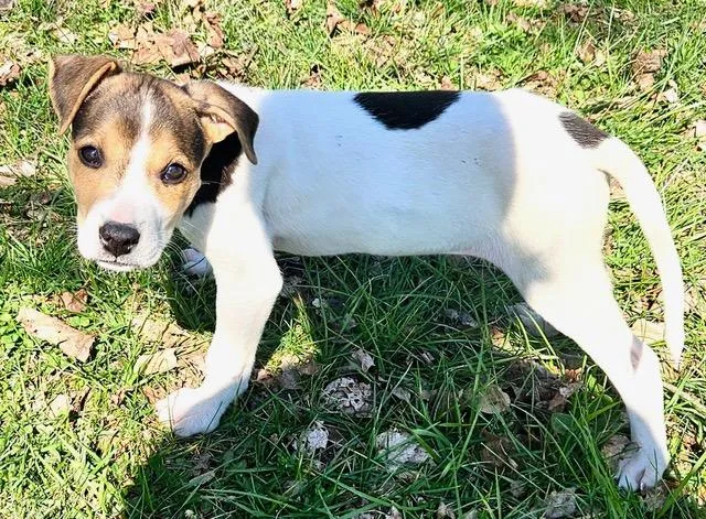 Flower Famous thumbnail 3