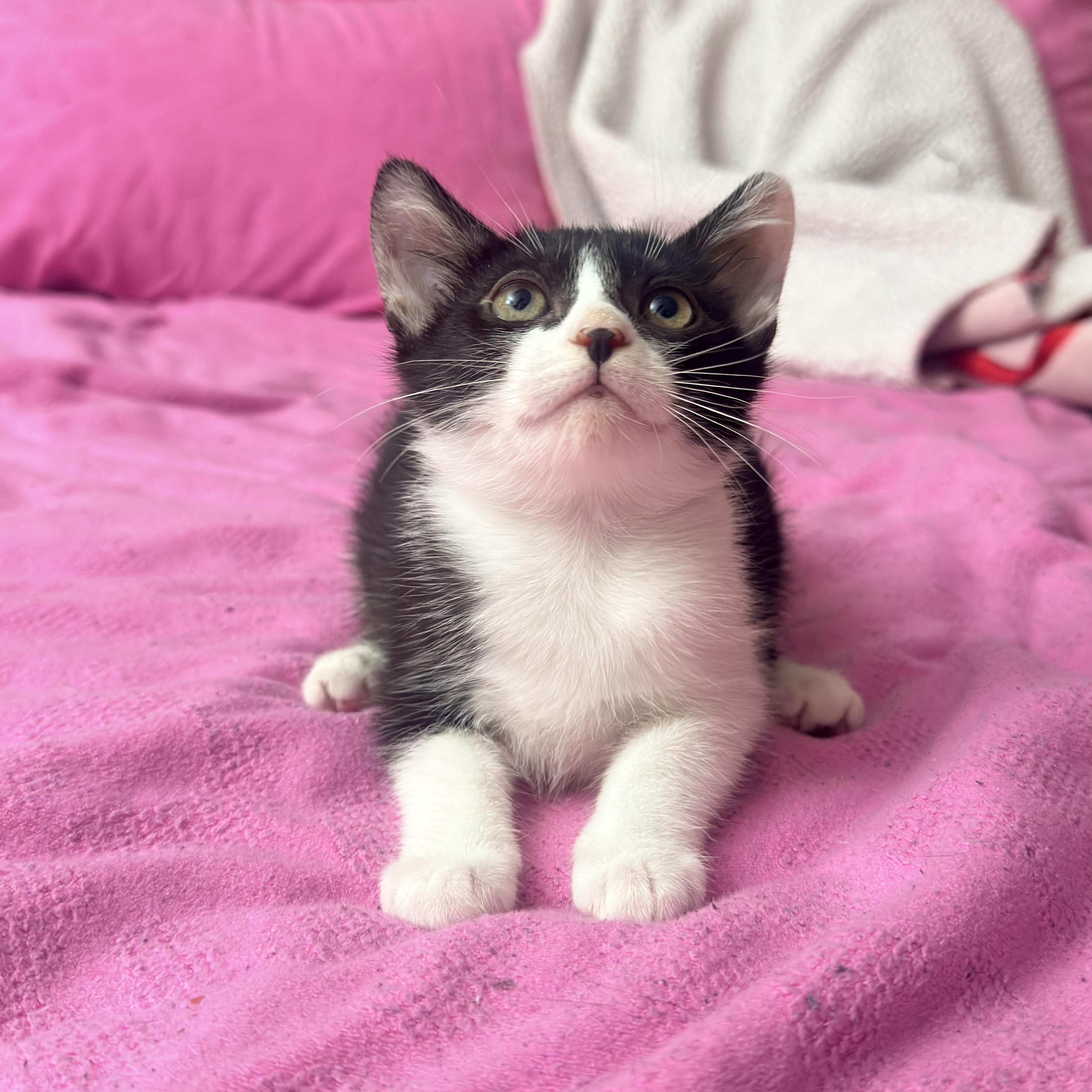 A baby medium-sized female Black & White / Tuxedo Domestic Short Hair cat named Piper for adoption in Miami, FL