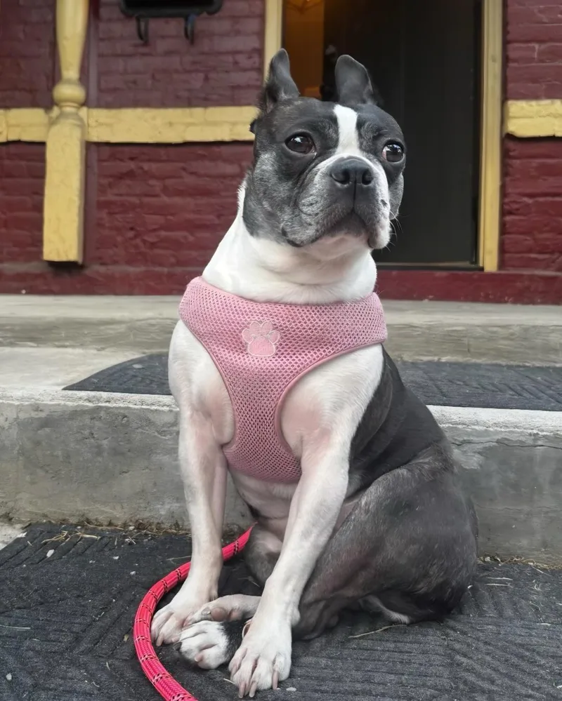 An adult small-sized female Black Boston Terrier dog named Tiana in CO for adoption in Elkhorn, NE
