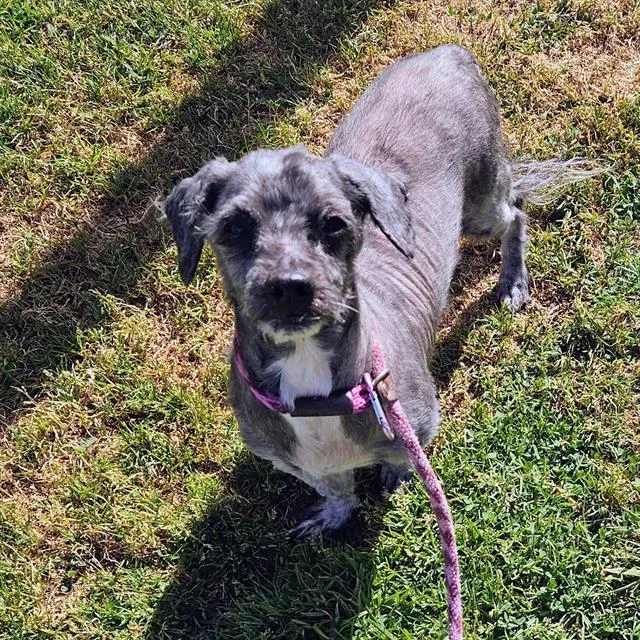 A senior small-sized male Maltese dog named Mj for adoption in Camarillo, CA