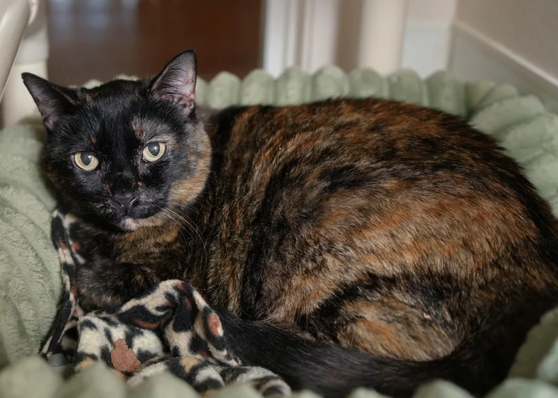 An adult medium-sized female Tortoiseshell Domestic Short Hair cat named Lindy for adoption in Boise, ID