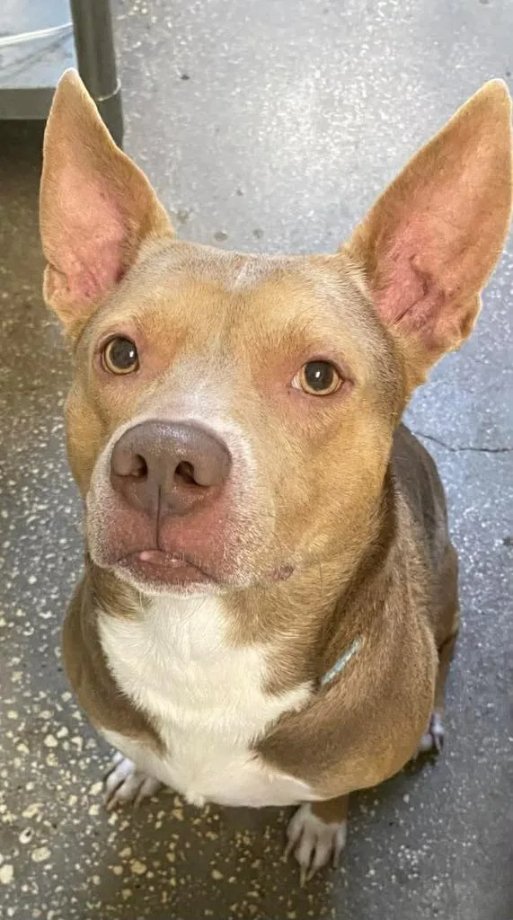 A young large-sized male Mixed Breed dog named Morgan Wallen for adoption in Ocala, FL