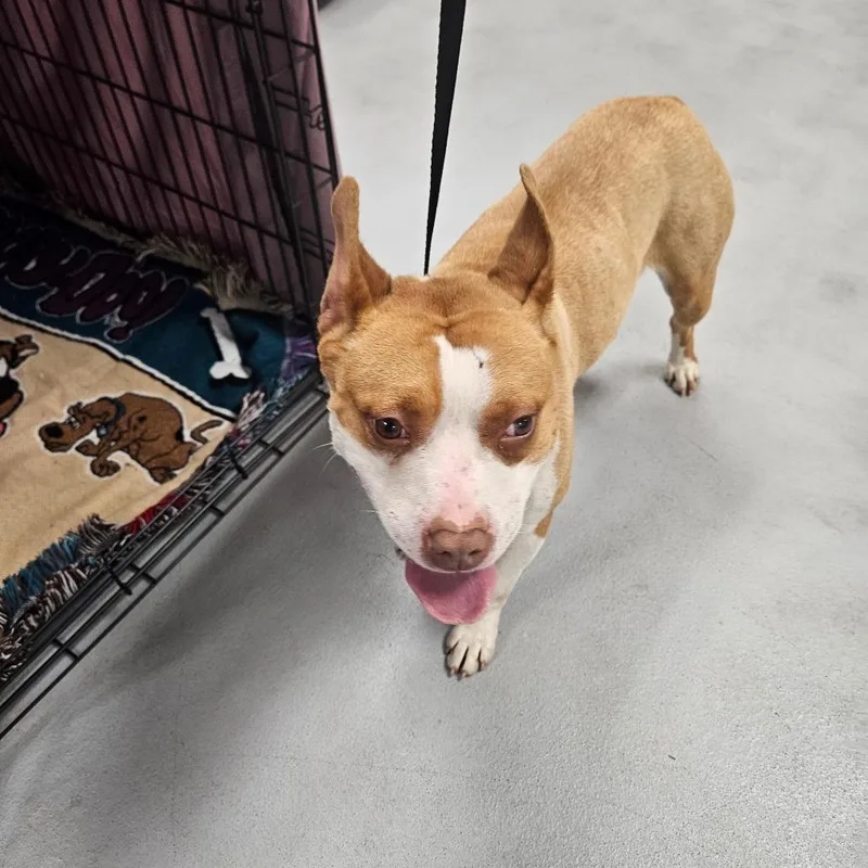 An adult medium-sized female White / Cream Mixed Breed dog named Siya for adoption in Philadelphia, PA