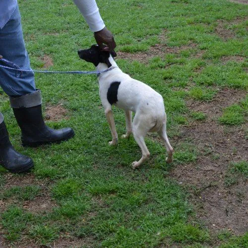 A baby small-sized male Yellow / Tan / Blond / Fawn Rat Terrier dog named Simon for adoption in Jackson, LA