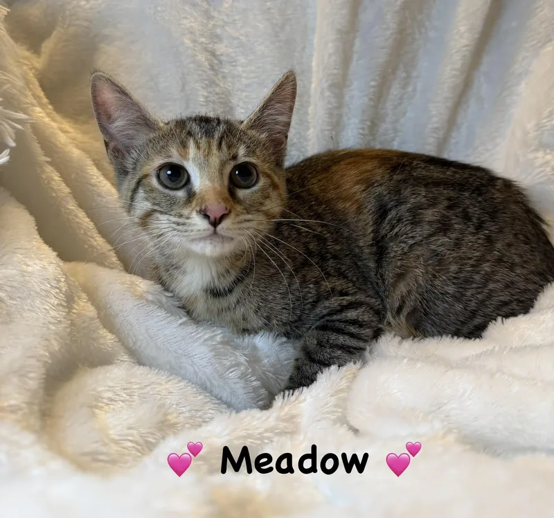 A baby medium-sized female Tabby (Brown / Chocolate) Tabby cat named Meadow for adoption in Copley, OH