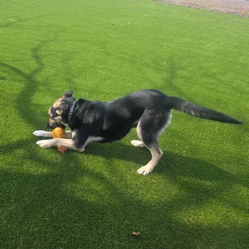 Clementine thumbnail 3