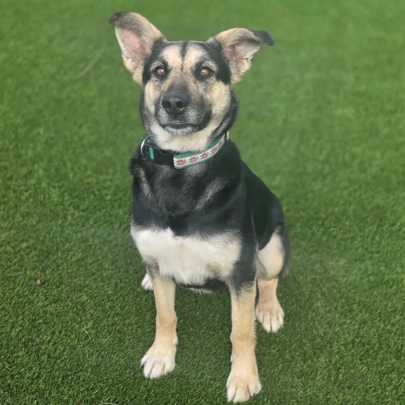 Clementine thumbnail 4