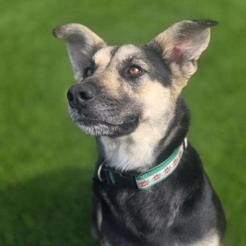 Clementine thumbnail 5