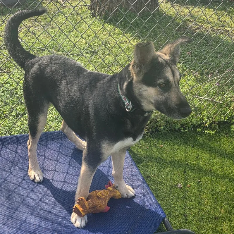 Clementine thumbnail 6