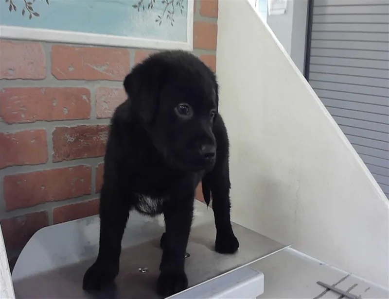 A baby small-sized male Labrador Retriever dog named Mickey for adoption in Houston, TX