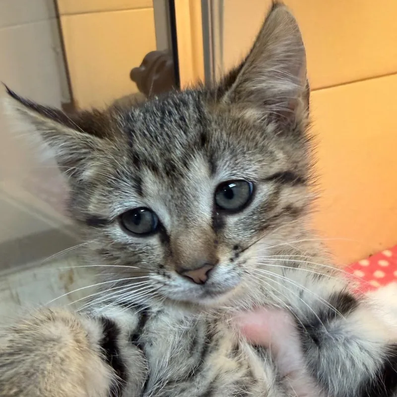 A baby small-sized female Brown / Chocolate Domestic Short Hair cat named Novella for adoption in Beckley, WV
