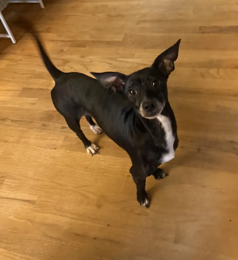 An adult small-sized female Chiweenie dog named Mama Mimosa for adoption in Kings Mountain, NC