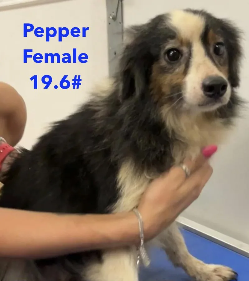 Pepper Smith thumbnail 2