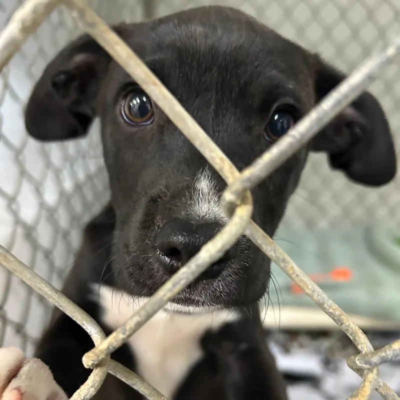 A baby small-sized male Black Mixed Breed dog named Hurricane for adoption in Waynesville, NC