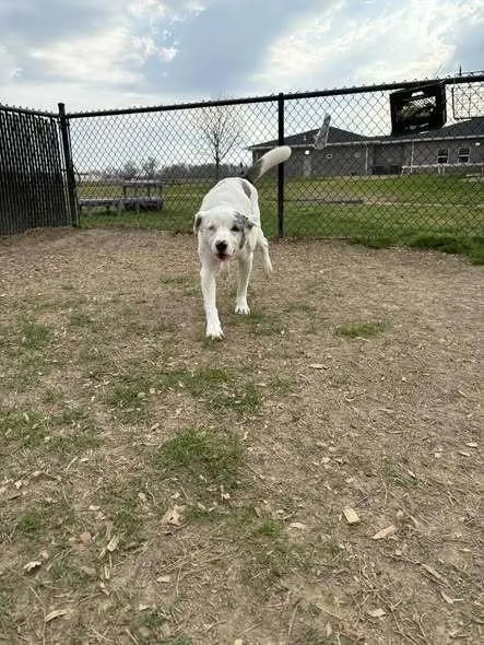 An adult medium-sized female Australian Shepherd dog named Helen for adoption in Evansville, IN