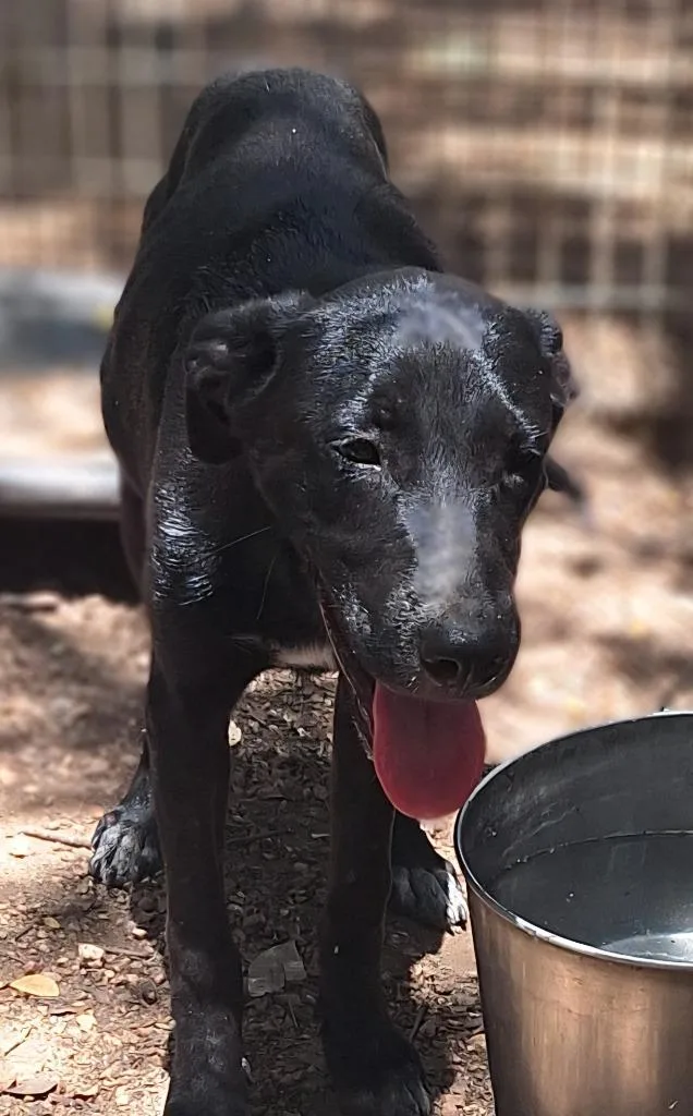 Pepper thumbnail 2