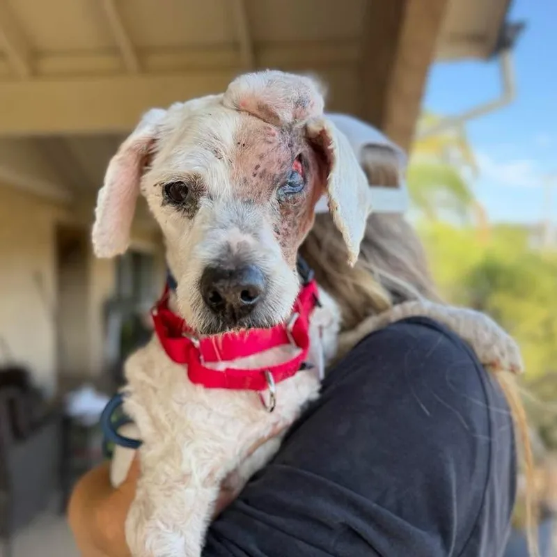 A senior small-sized female White / Cream Poodle dog named Molly for adoption in Ramona, CA